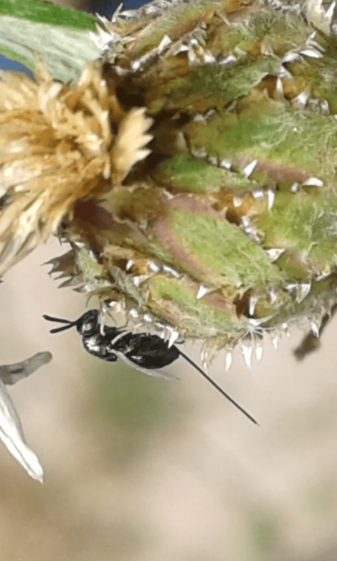 Superfamigia Chalcidoidea : Torymidae? 1
